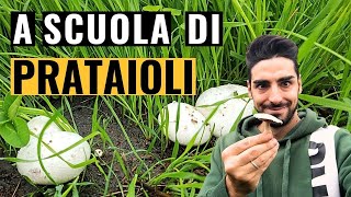 PRATAIOLI o CHAMPIGNON DOVE CERCARLI e COME RICONOSCERLI [upl. by Hendel]