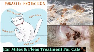 Ear Mites amp Fleas Treatment For Cats 🙀 How to know your cat has ear mites cat meowmate viral [upl. by Colombi357]