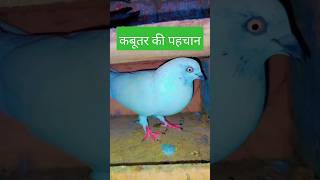 🔥kabootar ki pahchan pigeon birds dove pets birdlovers kabutarbazi2023 homesanctuary pet [upl. by Earleen]