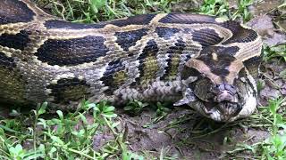 Python devours crocodile alive [upl. by Zosi142]