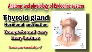 Thyroid gland and its Hormonal secreation  T3 and T4 Explain  ByAbuBakar Med Plus [upl. by Llohcin310]