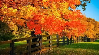 Beautiful Relaxing Music  Soothing Autumn Melodies Mindful and Peaceful Piano Instrumental Music [upl. by Skilken]