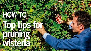 How to prune wisteria in summer  Troy Scott Smith on summer pruning wisteria [upl. by Margaretta156]