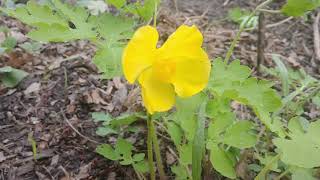 Celandine poppy a colorful spring beauty [upl. by Paolina]