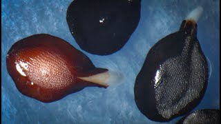 Dianthus barbatus Sweet William seed germination time lapse [upl. by Sudbury]