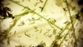 Mike Rosecope Youtube Channel Trailer  microorganisms under microscope  microorganism [upl. by Stefanac]