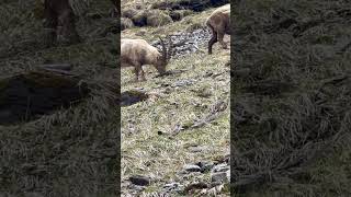 Bouquetins des Alpes🐐 bouquetins goat alpes moutainlife montagne naturelovers nature hike [upl. by Lledroc231]