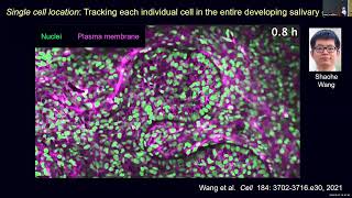 RNAseq Analysis of Murine Salivary Gland Development  FaceBase Forum 2024 [upl. by Neelrak948]