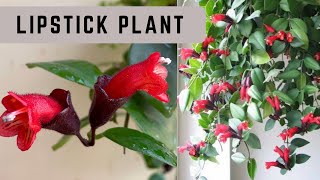 Lipstick plant A unique amp rare houseplantHow to grow and care Lipstick plant Aeschynanthus [upl. by Jariah387]