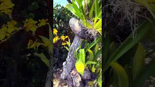 Oncidium dancing lady pruning [upl. by Virgilia740]