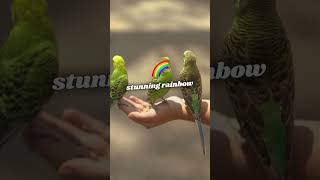 Parrot Paradise A Colorful Adventure youtubeshorts travel trending [upl. by Mich]