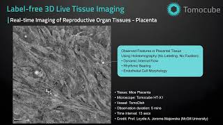 Reproductive Tissues  Label free 3D Live Tissue Imaging [upl. by Tiny]