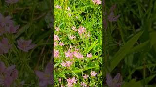 Flowers of our South Norfolk fields  Centaury [upl. by Wing]