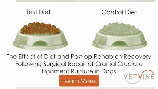 Can Diet amp Physical Rehab Help Dogs After Surgery to Repair a Ruptured Cranial Cruciate Ligament [upl. by Aileve]