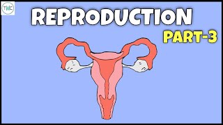 Human Reproduction in 10 min Class 10 How do organisms reproduce Part 3 [upl. by Amek]