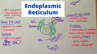 Structure and Function of Endoplasmic Reticulum [upl. by Eel]