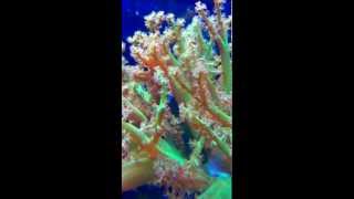 Coral Time Lapse Green Kenya Tree wClown Goby [upl. by Enayr]