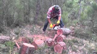 Cutting Jarrah down south [upl. by Charissa27]