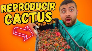 COMO reproducir CACTUS FOSFORESCENTES O 😮video 830 [upl. by Ennaihs720]