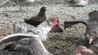 Giant Petrels feasting and fighting [upl. by Fen]