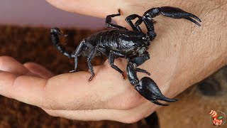 🦂 Escorpión Vietnamita de Bosque Asiático Heterometrus silenus  Anteriormente H petersii 🦂 [upl. by Ssor166]