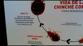 Ciclo Biologico de la Chinche [upl. by Nathanial]