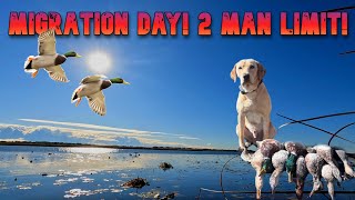 Duck Hunting 2024  A LAKE on a FLIGHT DAY Mixed Bag LIMITS [upl. by Jemena]