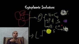 Cytoplasmic Inclusions [upl. by Aynotahs]