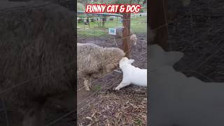 Funny cat head Butt the cute dog sheepfight goat sheep [upl. by Winther]