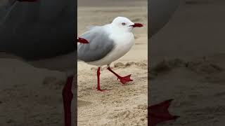 SeaGull at Coolum Beach Surf Club Australia [upl. by Rettke756]