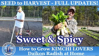 How to Grow KIMCHI Lovers Daikon Radish SEED to HARVEST at Home  Sweet amp Spicy [upl. by Kurt]