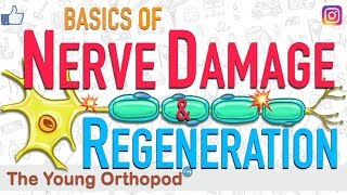 Nerve Regeneration  Wallerian Degeneration  Nerve Damage  ANIMATION  Neuron  The Young Orthopod [upl. by Beasley]