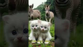 beautiful cute cats are playing with cute zebra animals cat cute kitten funny catlover kitty [upl. by Anitsirk]