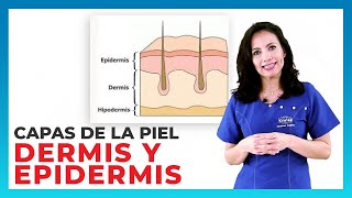 2 Curso Estética 📣Anatomía Capas de la piel sistema tegumentario dermis epidermis que es hipodermis [upl. by Ydroj446]