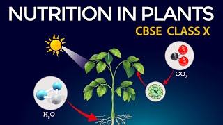 Life processes Animated class10 Biology  Class 10 Science Chapter 6  CBSE  NUTRITION IN PLANTS [upl. by Marquardt]