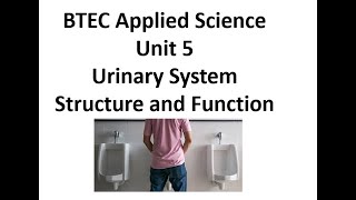 BTEC Applied Science Unit 5 The Urinary System [upl. by Yrannav544]