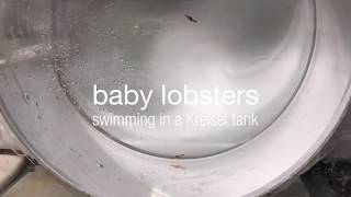 Postlarval Lobsters Swimming in a Kreisel Tank [upl. by Nnawaj]