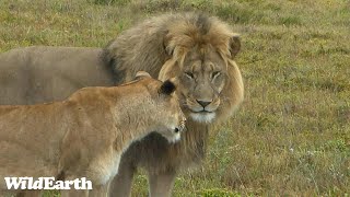 WildEarth  Sunrise Safari  11 December 2023 [upl. by Dumas]