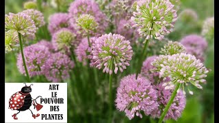 Jardinage Allium sativum Millenium Taille et entretien Plante vivace [upl. by Compte]