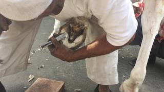 Farrier  Artisans of India rajasthan [upl. by Yatnuhs]