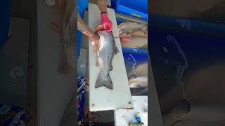 Fastest Salmon Cutter 🤘🥳 shorts fishcutting salmon fishing sashimi [upl. by Schwejda790]