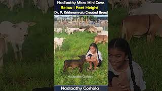 Adorable micro mini cow free youtube lovely yt viral pets reels tiktok flute miniature [upl. by Anirdna171]