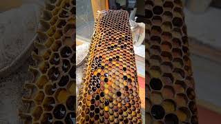 Bees eat bee bread 🍞 recipe pollen nectar bee saliva food bee animals [upl. by Ap]