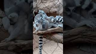 The Ringtailed lemur 😎 [upl. by Flodnar485]