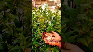 Harsingar Flower Plant shortvideo gardningtips garden gardening हरसिंगार flowerplant garden [upl. by Octavius]