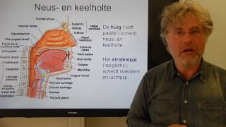 Biologie HV OB Het ademhalingsstelsel [upl. by Ingles]