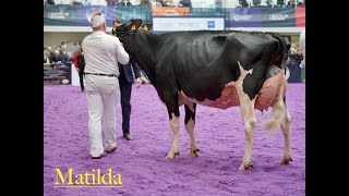 Reserve Champion Holstein at 2024 UK Dairy Expo  Clydeview Sidekick Matilda Owned by Robbie Scott [upl. by Mcnamee272]