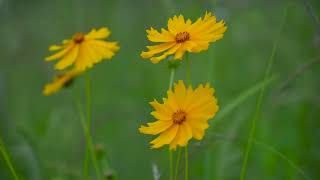 Coreopsis Lanceolata  Lanceleaf Coreopsis  Lanceleaf Tickseed  LanceLeaved Coreopsis Plant [upl. by Rheims337]