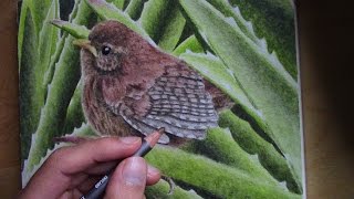 time lapse drawing of a little bird in an aloe plant Graphitint and Inktense pencils [upl. by Kimberlyn]