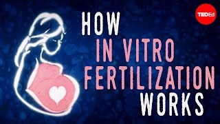 How in vitro fertilization IVF works  Nassim Assefi and Brian A Levine [upl. by Ihana]